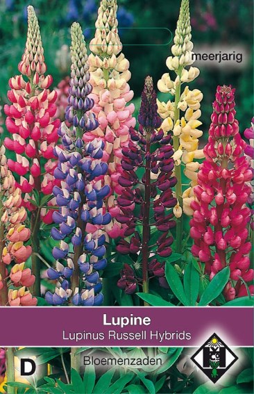Lupin Russell Hybrids (Lupinus) 70 seeds HE